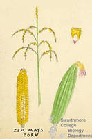 Botanical drawing of genus Zea and species mays
