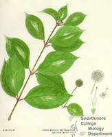 Botanical drawing of genus Cephalanthus and species occidentalis