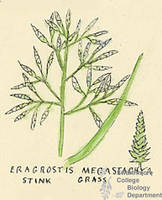Botanical drawing of genus Eragrostis and species megastachya