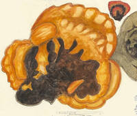 Botanical drawing of genus Polyporus and species sp