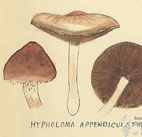 Botanical drawing of genus Hypholoma and species appendiculatum