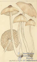 Botanical drawing of genus Hypholoma and species incertum