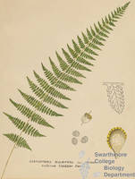 Botanical drawing of genus Cystopteris and species bulbifera