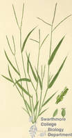 Botanical drawing of genus Digitaria and species humifusa