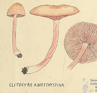 Botanical drawing of genus Clitocybe and species amesthystina