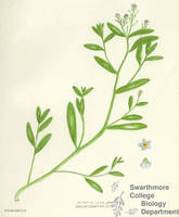 Botanical drawing of genus Myosotis and species laxa