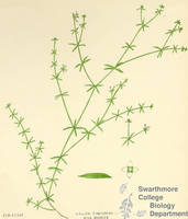 Botanical drawing of genus Galium and species tinctorum