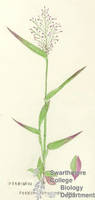Botanical drawing of genus Panicum and species lindhelmeri