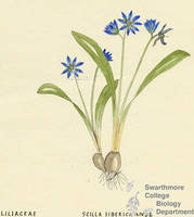 Botanical drawing of genus Scilla and species siberica