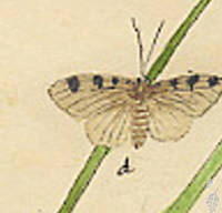 Botanical drawing of genus Cymatophora and species cootaria