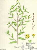 Botanical drawing of genus Ludvigia and species alternifolia