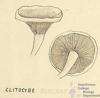 Botanical drawing of genus Clitocybe and species dealbata