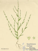 Botanical drawing of genus Polygonum and species tenue