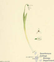 Botanical drawing of genus Galanthus and species nivalis