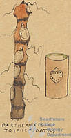 Botanical drawing of genus Parthenocissus and species tricuspidata