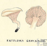 Botanical drawing of genus Entoloma and species grayanum