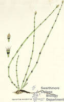Botanical drawing of genus Equisetum and species variagatum