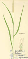 Botanical drawing of genus Setaria and species glauca