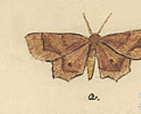 Botanical drawing of genus Gonodontis and species hypocharia