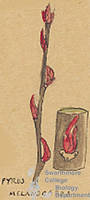 Botanical drawing of genus Pyrus and species melanocarpa