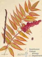 Botanical drawing of genus Rhus and species typhnia