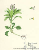 Botanical drawing of genus Pachysandra and species terminalis