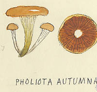Botanical drawing of genus Pholiota and species autumnalis