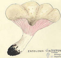 Botanical drawing of genus Entoloma and species sinuatum