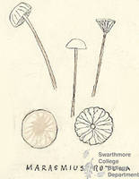 Botanical drawing of genus Marasmius and species rotula