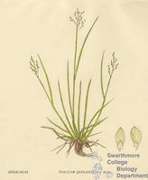 Botanical drawing of genus Panicum and species depauperatum
