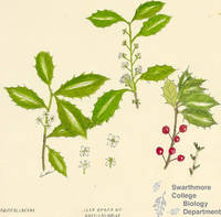 Botanical drawing of genus Ilex and species opaca