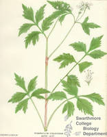 Botanical drawing of genus Hydrophyllum and species virginianum