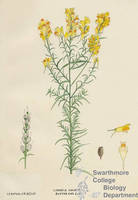 Botanical drawing of genus Linaria and species vulgaris