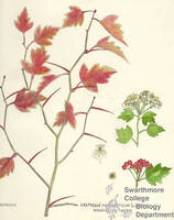 Botanical drawing of genus Crataegus and species phaenopyron