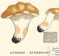 Botanical drawing of genus Hydnum and species repandum