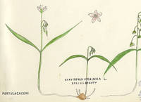 Botanical drawing of genus Claytonia and species virginica