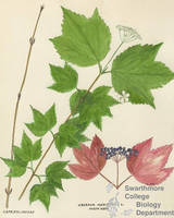 Botanical drawing of genus Viburnum and species acerifolium