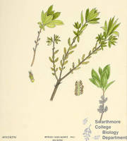 Botanical drawing of genus Myrica and species carolinensis
