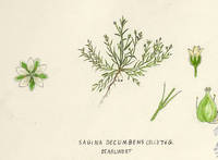 Botanical drawing of genus Sagina and species decumbens