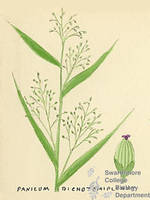 Botanical drawing of genus Panicum and species dichotomum
