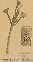 Botanical drawing of genus Magnolia and species virginiana