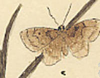 Botanical drawing of genus Noctua and species plecta