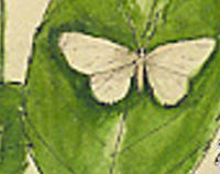 Botanical drawing of genus Orthofidonia and species vestaliata