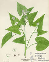 Botanical drawing of genus Fagopyrum and species esculentum