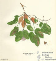 Botanical drawing of genus Epigaea and species repens