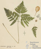 Botanical drawing of genus Phegopteris and species dryopteris