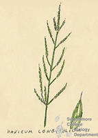 Botanical drawing of genus Panicum and species lonjpgolium