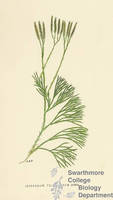 Botanical drawing of genus Lycopodium and species tristachyum