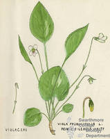 Botanical drawing of genus Viola and species primulifolia