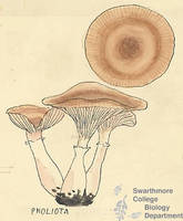 Botanical drawing of genus Pholiota and species sp